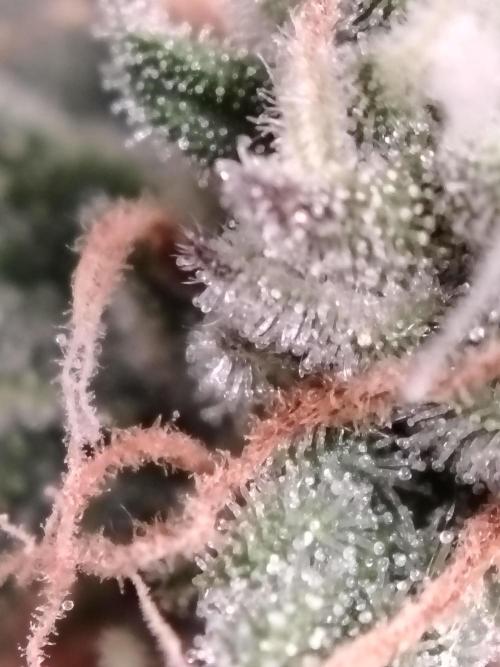 Eleven Roses Klon zur Blüte 2. Week 20