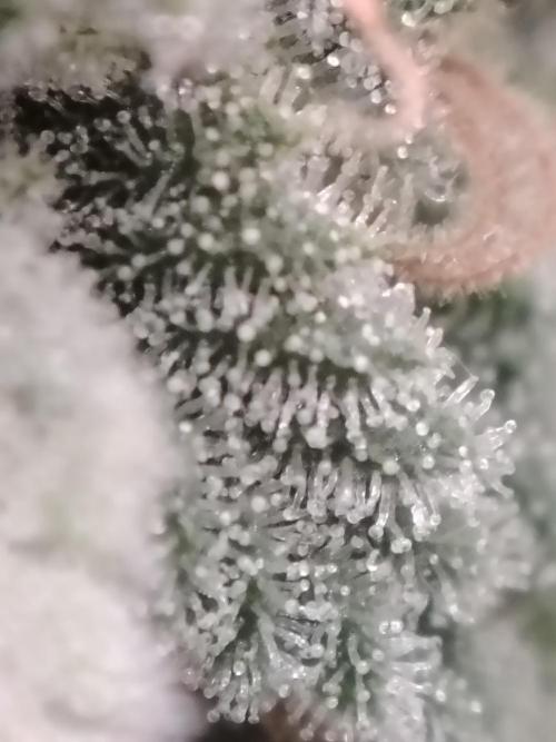 Eleven Roses Klon zur Blüte 2. Week 20