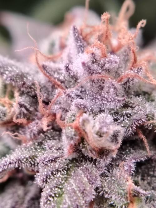 Eleven Roses Klon zur Blüte 2. Week 20