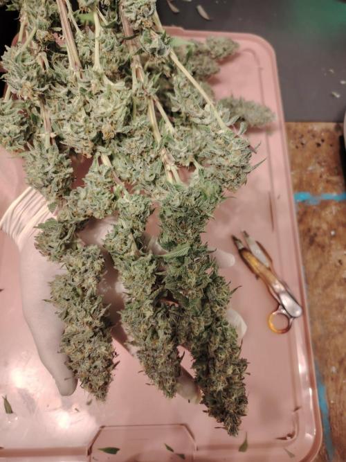 Eleven Roses Klon zur Blüte 2. Week 20