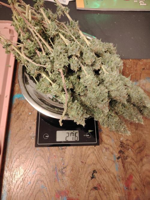 Eleven Roses Klon zur Blüte 2. Week 20