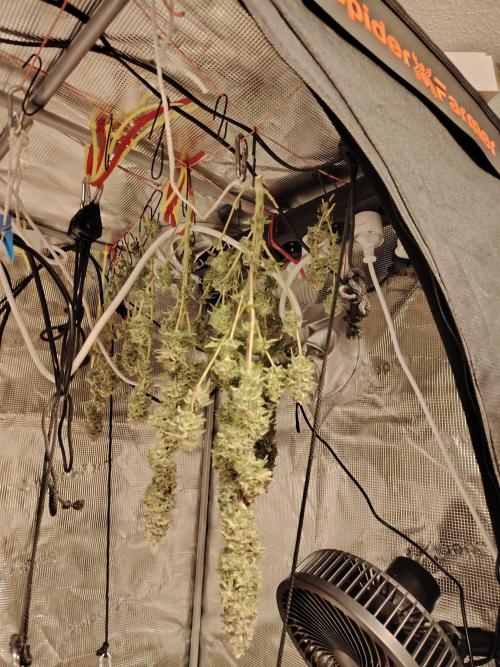 Eleven Roses Klon zur Blüte 2. Week 20