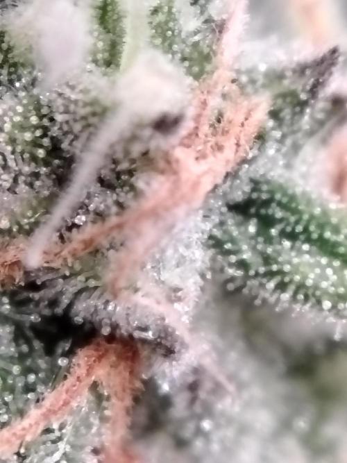 Eleven Roses Klon zur Blüte. Week 20