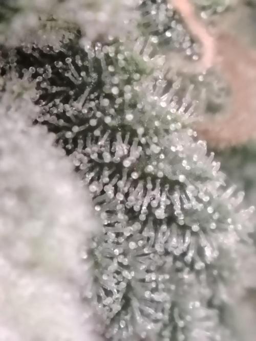 Eleven Roses Klon zur Blüte. Week 20