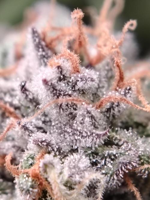 Eleven Roses Klon zur Blüte. Week 20