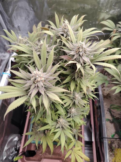 Eleven Roses Klon zur Blüte. Week 20