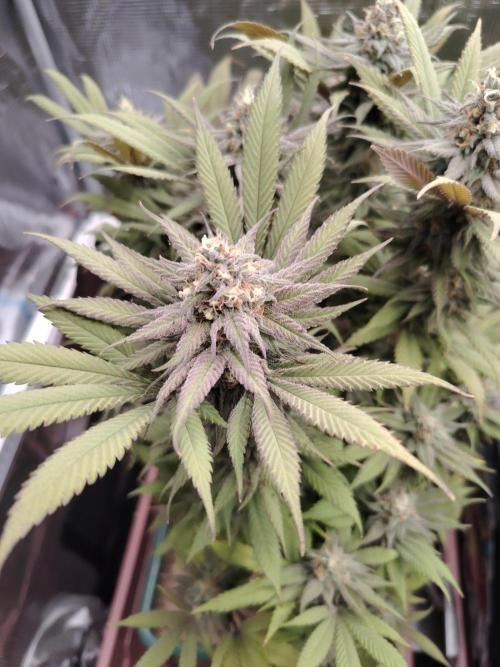 Eleven Roses Klon zur Blüte. Week 20