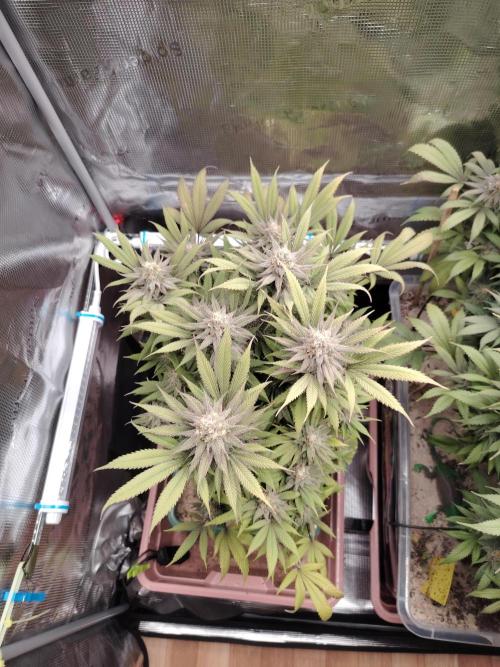 Eleven Roses Klon zur Blüte. Week 20