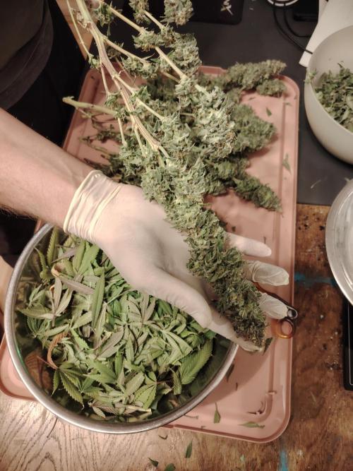 Eleven Roses Klon zur Blüte. Week 20