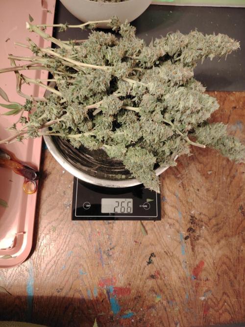 Eleven Roses Klon zur Blüte. Week 20