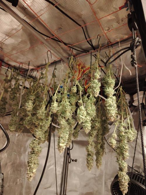 Eleven Roses Klon zur Blüte. Week 20