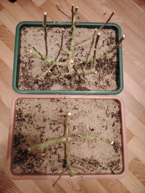 Eleven Roses Klon zur Blüte. Week 20