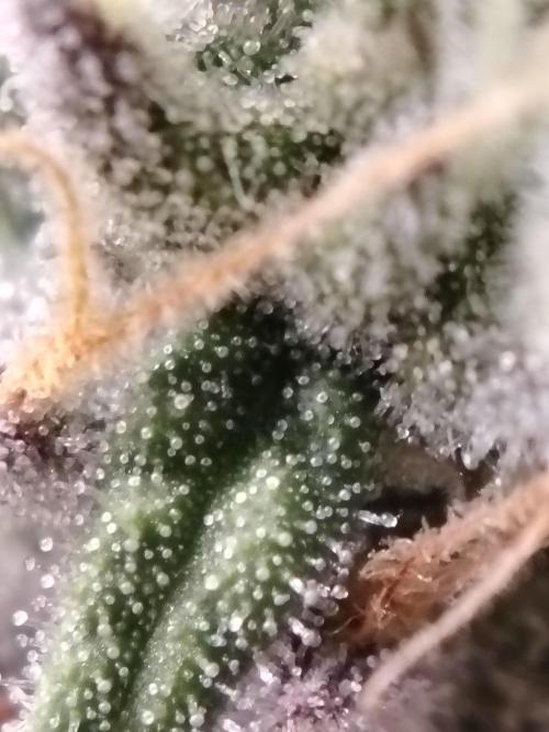 Eleven Roses. Week 22