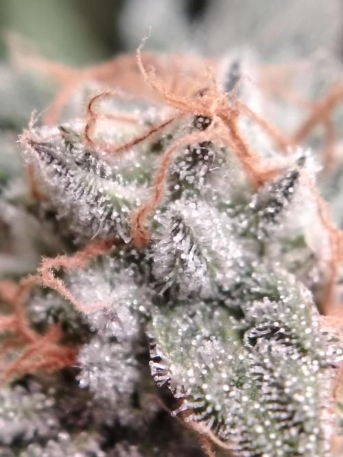 Eleven Roses. Week 22