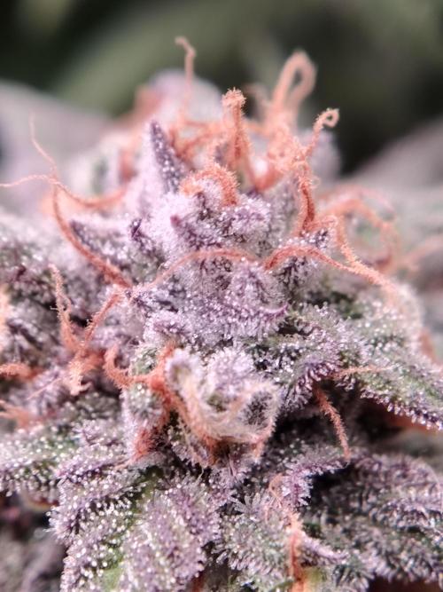 Eleven Roses. Week 22