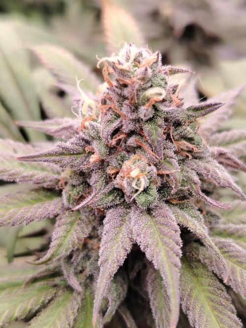 Eleven Roses. Week 22