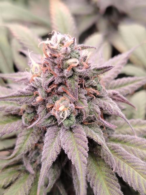 Eleven Roses. Week 22