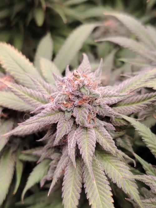 Eleven Roses. Week 22