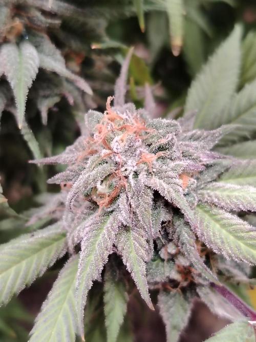 Eleven Roses. Week 22