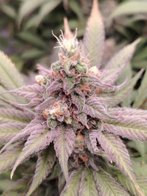 Eleven Roses. Week 22