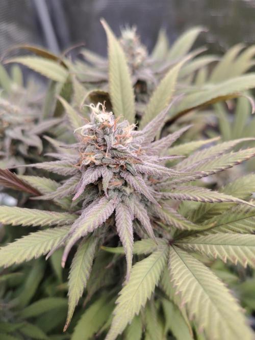 Eleven Roses. Week 22