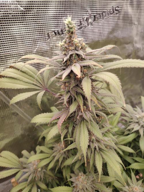 Eleven Roses. Week 22