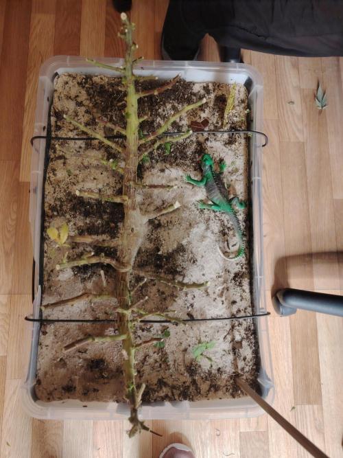 Eleven Roses. Week 22