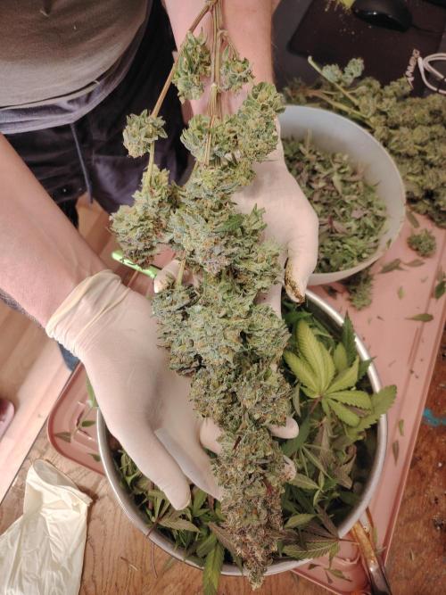 Eleven Roses. Week 22