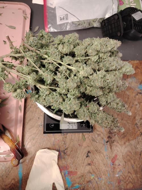 Eleven Roses. Week 22