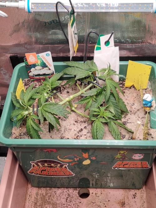 White Truffle Indoor 2025. Week 4 - Tag 29