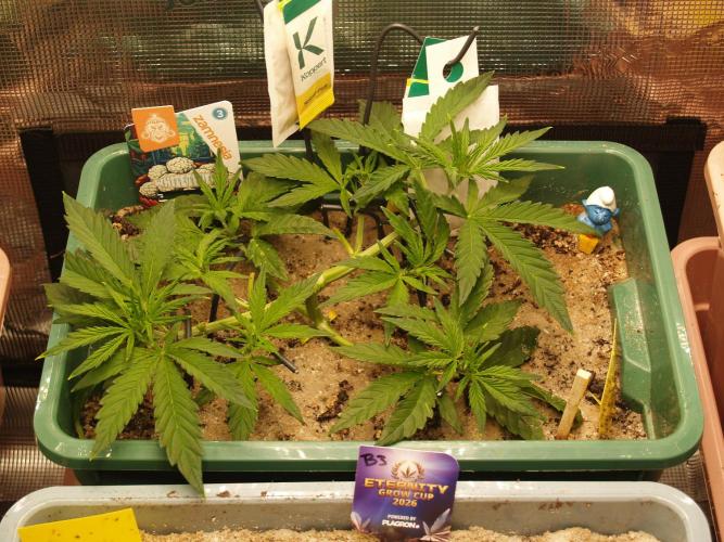 White Truffle Indoor 2025. Week 4 - Tag 30