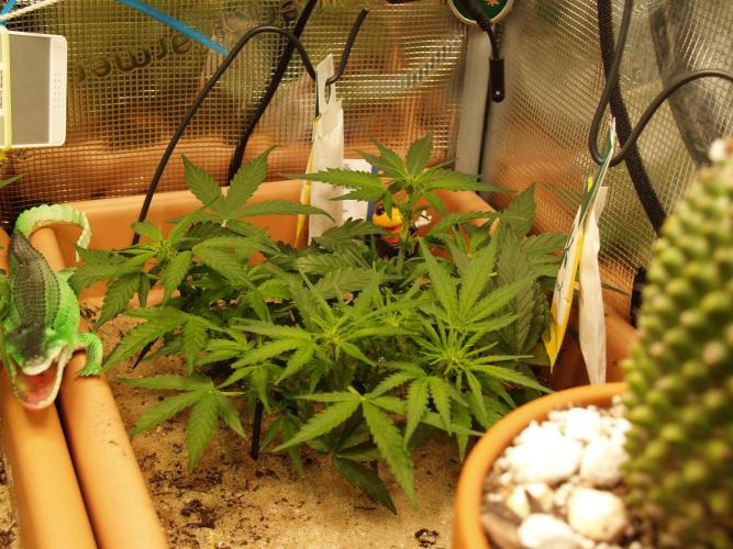 Godfeather OG F1 #1. Week 5 - Tag 36