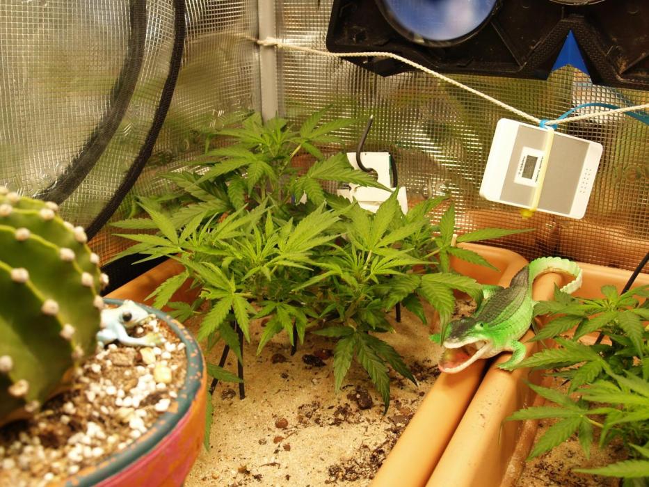 Godfeather OG F1 #3. Week 5