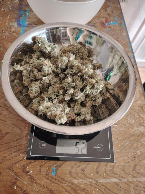 Eleven Roses Klon zur Blüte. Week 20