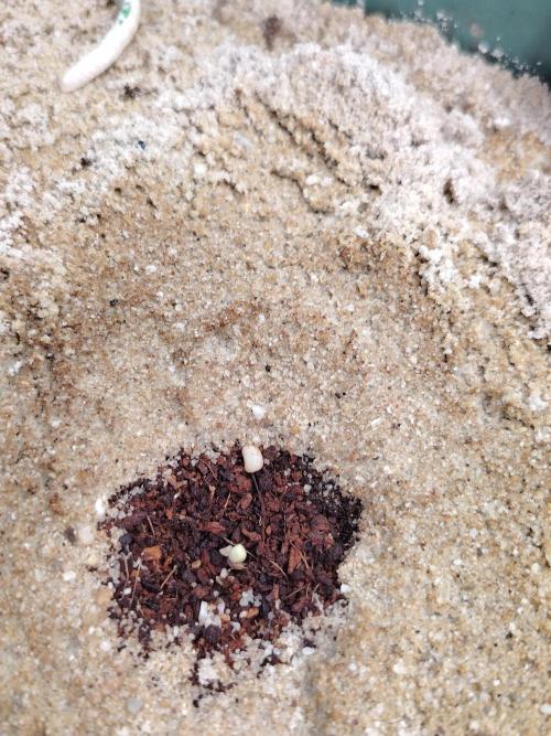 Eternity Cup 2026 Sticky Broccoli Auto. Week 0 - Tag 1 B1