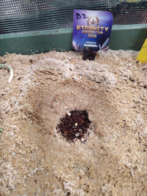 Eternity Cup 2026 Sticky Broccoli Auto. Week 0 - Tag 1 B1