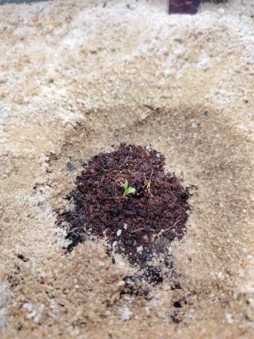 Eternity Cup 2026 Sticky Broccoli Auto. Week 0 - Tag 1 B3