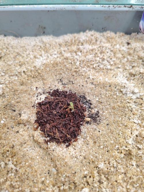 Eternity Cup 2026 Sticky Broccoli Auto. Week 0 - Tag 1 B2