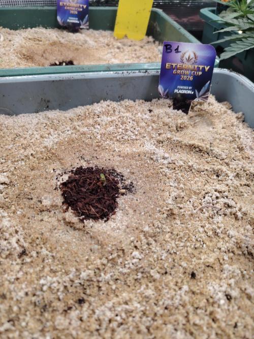 Eternity Cup 2026 Sticky Broccoli Auto. Week 0 - Tag 1 B2