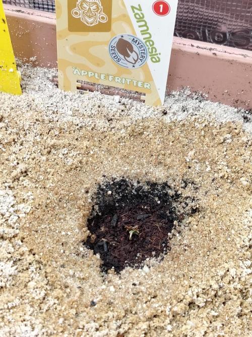 Apple Fritter Auto Winter Grow 2026. Week 0 - Tag 1