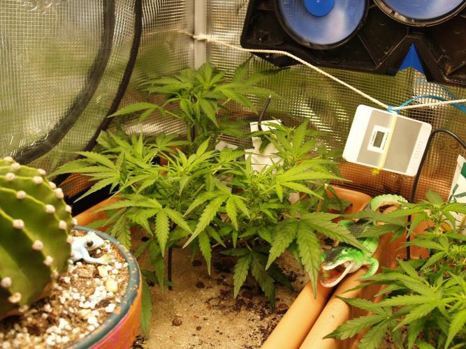 Godfeather OG F1 #3. Week 5 - Tag 39