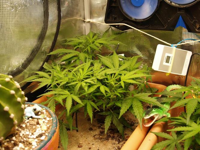 Godfeather OG F1 #3. Week 5 - Tag 39