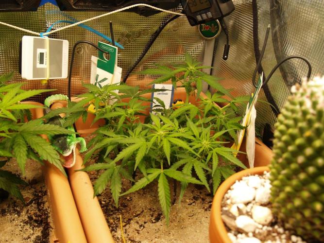 Godfeather OG F1 #1. Week 5 - Tag 38