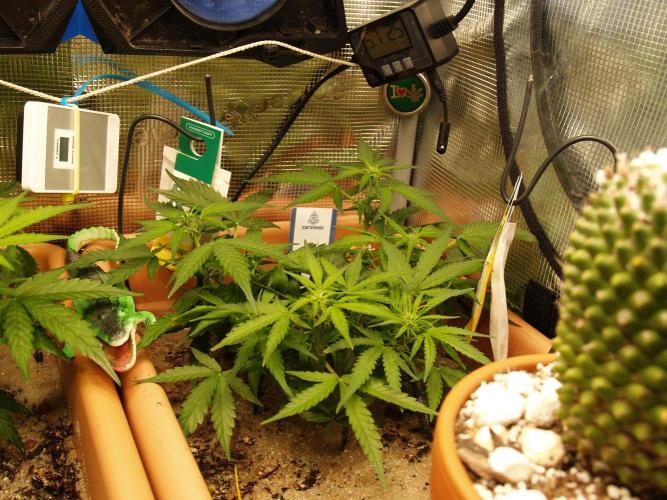 Godfeather OG F1 #1. Week 5 - Tag 38