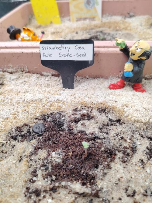 Strawberry Cola Auto Winter Grow 2026. Week 0 - Tag 1