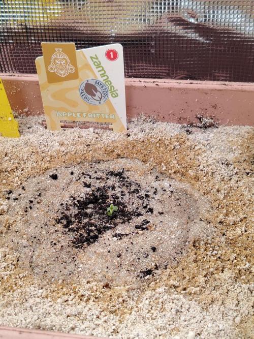 Apple Fritter Auto Winter Grow 2026. Week 0 - Tag 2