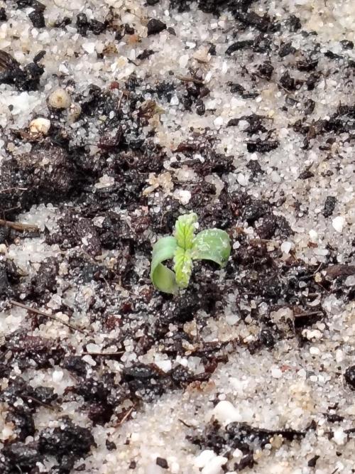 Apple Fritter Auto Winter Grow 2026. Week 0 - Tag 2