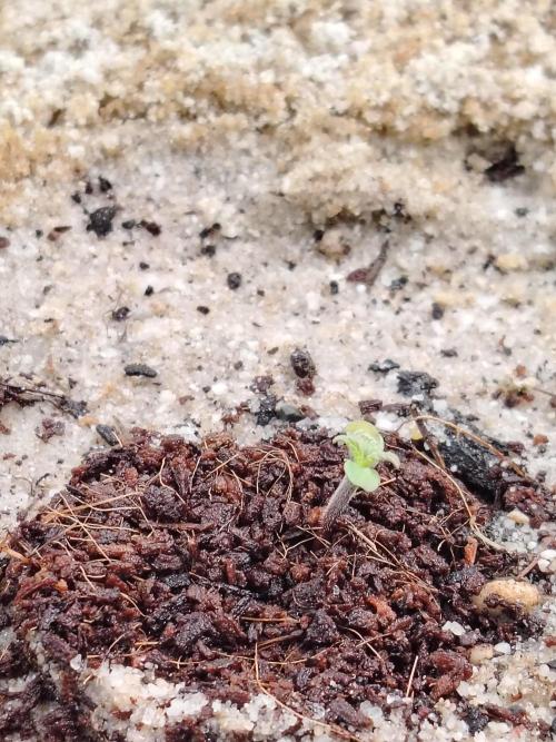 Eternity Cup 2026 Sticky Broccoli Auto. Week 0 - Tag 2 B1