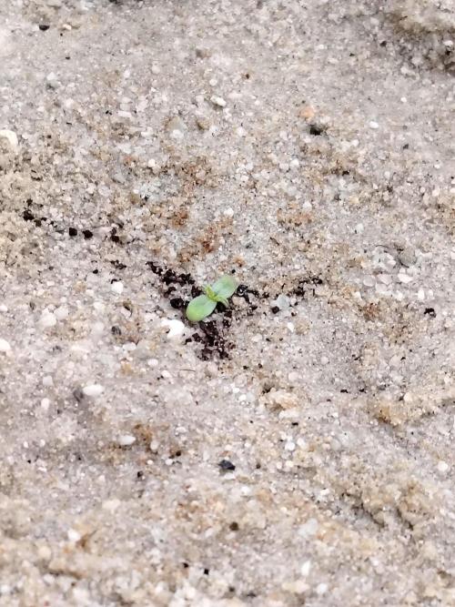 Eternity Cup 2026 Sticky Broccoli Auto. Week 0 - Tag 2 B2