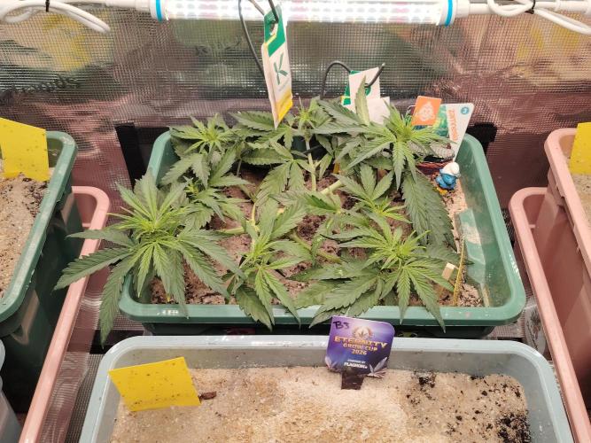 White Truffle Indoor 2025. Week 4 - Tag 34